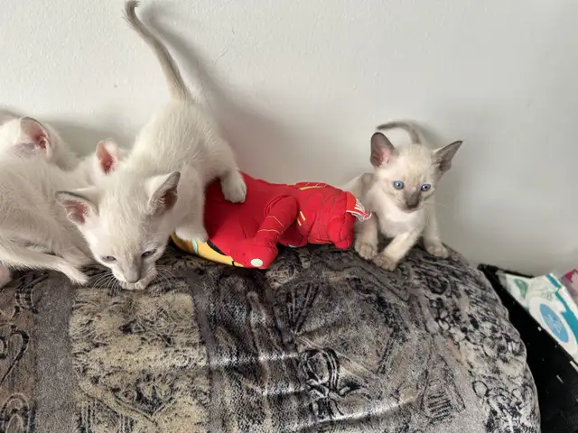 siamese