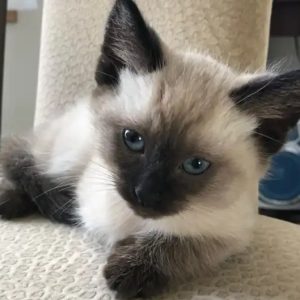 Seal Point Hypo-allergenic Kittens ready to go