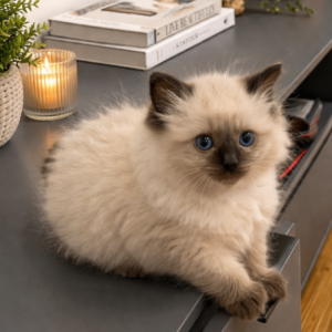 Sweet Ragdoll Princess Needs Her Forever Home