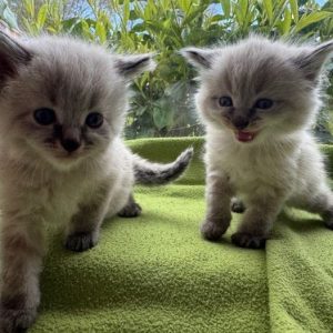 Beautiful Ragamese  Kitten