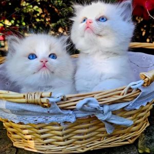 Stunning blue  bi-colour kittens