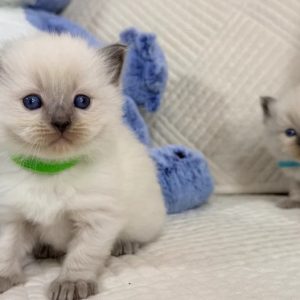 Stunning Bluepoint Ragdoll Kittens for sale