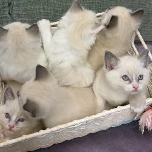 Fluffy White Blue-Eyed Ragamese Kittens