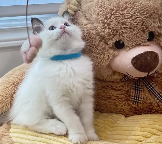 Blauäugiger Ragdoll-Kater Otto Bereit für sein neues Zuhause - Image 2
