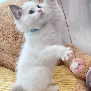 Ragdoll-Kitten online reservieren