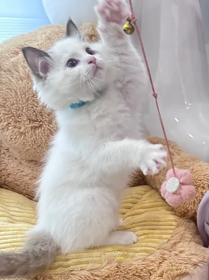 Ragdoll-Kitten online reservieren