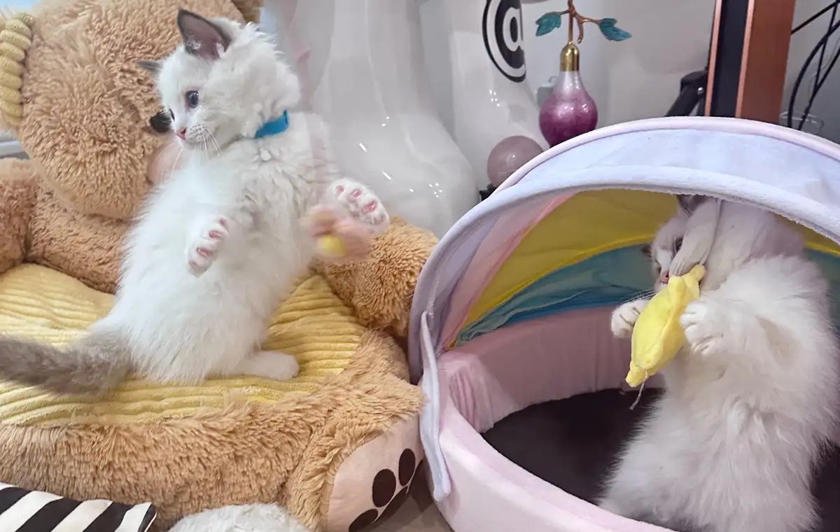 Blauäugiger Ragdoll-Kater Otto Bereit für sein neues Zuhause - Image 3