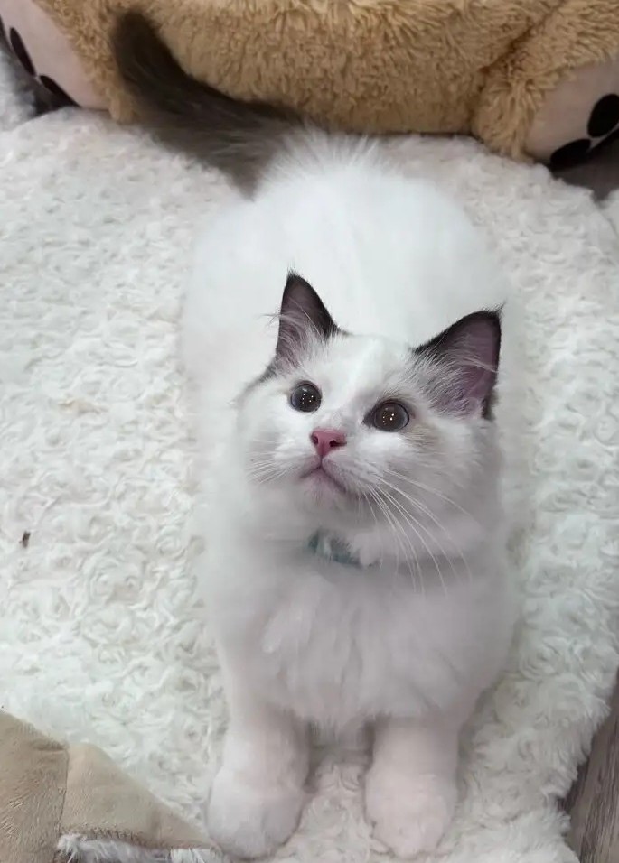 Blauäugiger Ragdoll-Kater Otto Bereit für sein neues Zuhause - Image 4