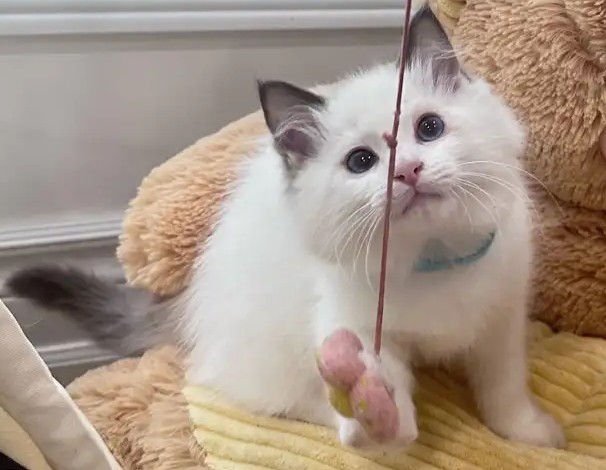 Blauäugiger Ragdoll-Kater Otto Bereit für sein neues Zuhause - Image 5