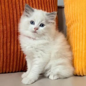 Reinrassiges Ragdoll-Kätzchen