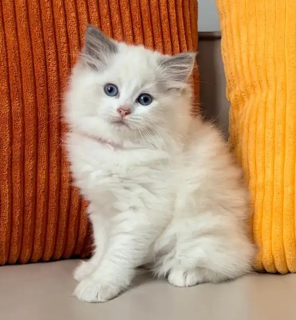Reinrassiges Ragdoll-Kätzchen