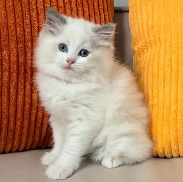 Blauäugiges Ragdoll-Kätzchen Luna - Image 2