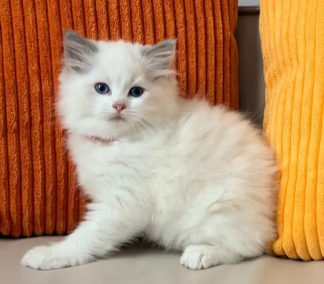 Blauäugiges Ragdoll-Kätzchen Luna - Image 3