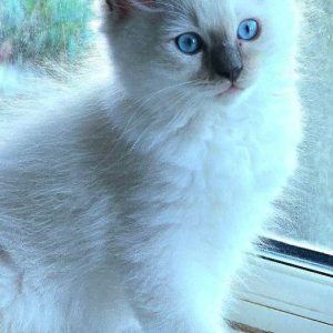 Ragamese Kitten mit Champion-Blutlinien