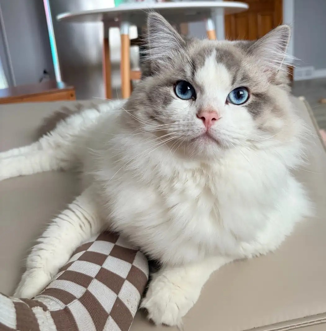 Blauäugiges Ragdoll-Kätzchen Luna - Image 4