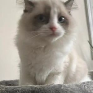 Ragdoll Kitten reservieren