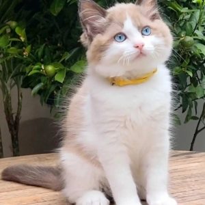 Cherubim Ragdoll Kitten kaufen