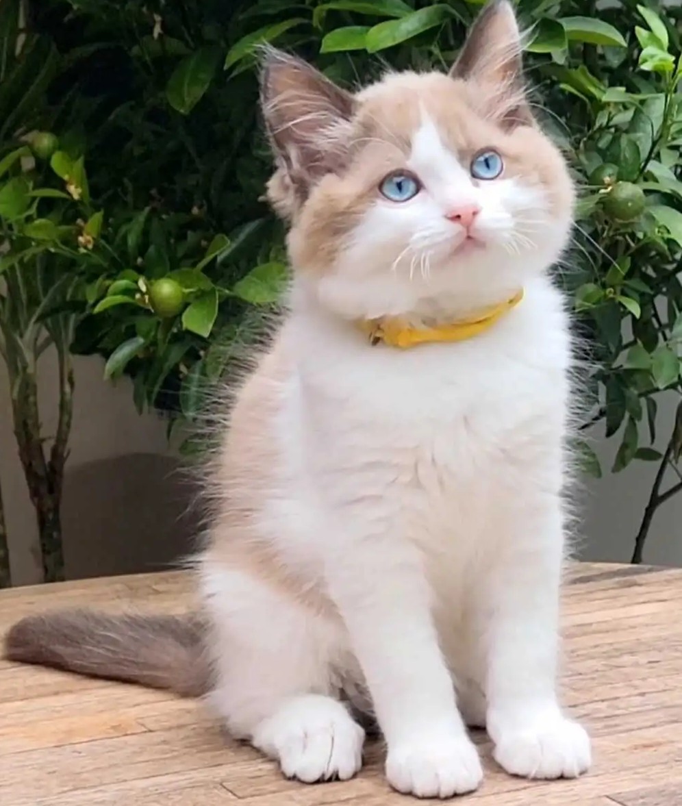 Cherubim Ragdoll Kitten kaufen