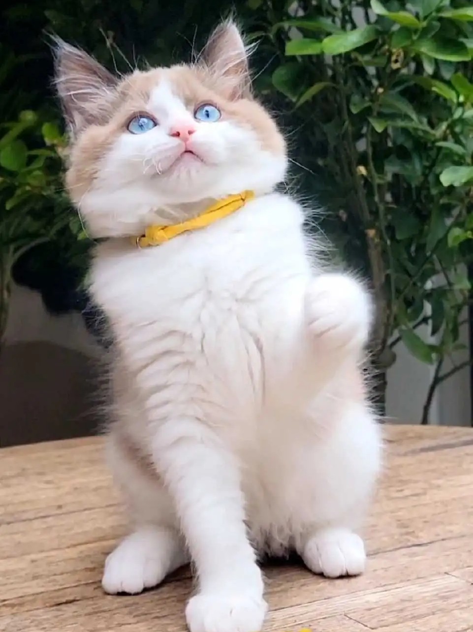 Cherubim Ragdoll-Kätzchen mit Aqua-Augen – Mochi - Image 2