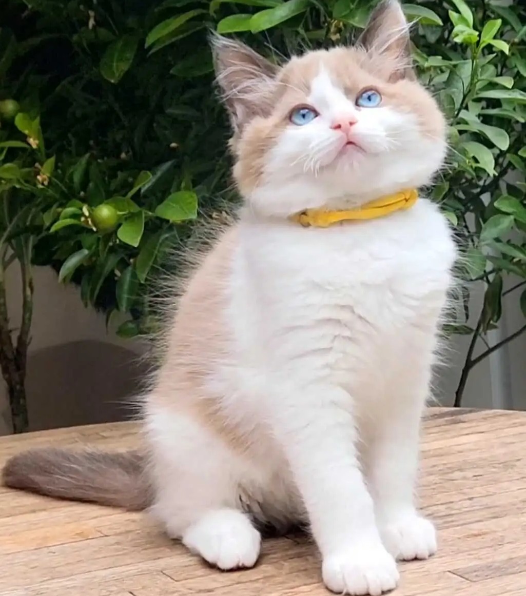 Cherubim Ragdoll-Kätzchen mit Aqua-Augen – Mochi - Image 3