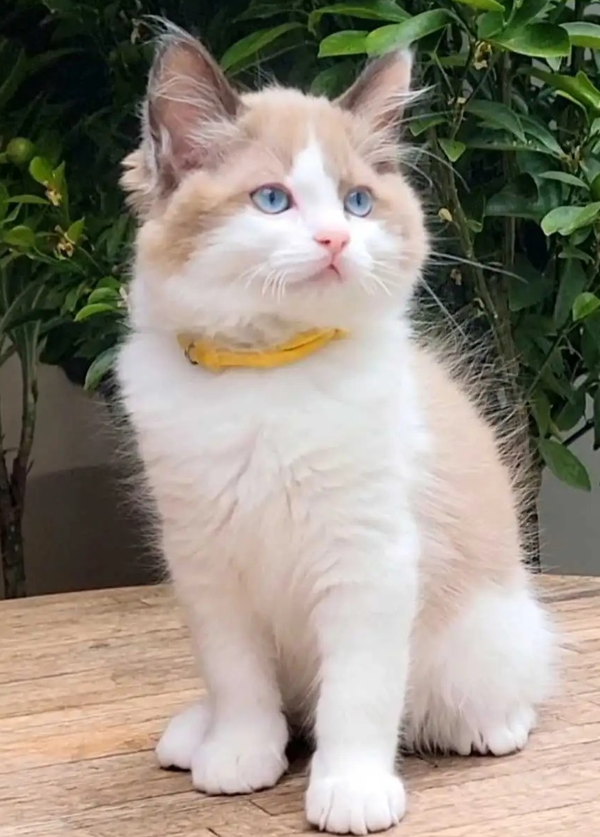 Cherubim Ragdoll-Kätzchen mit Aqua-Augen – Mochi - Image 4