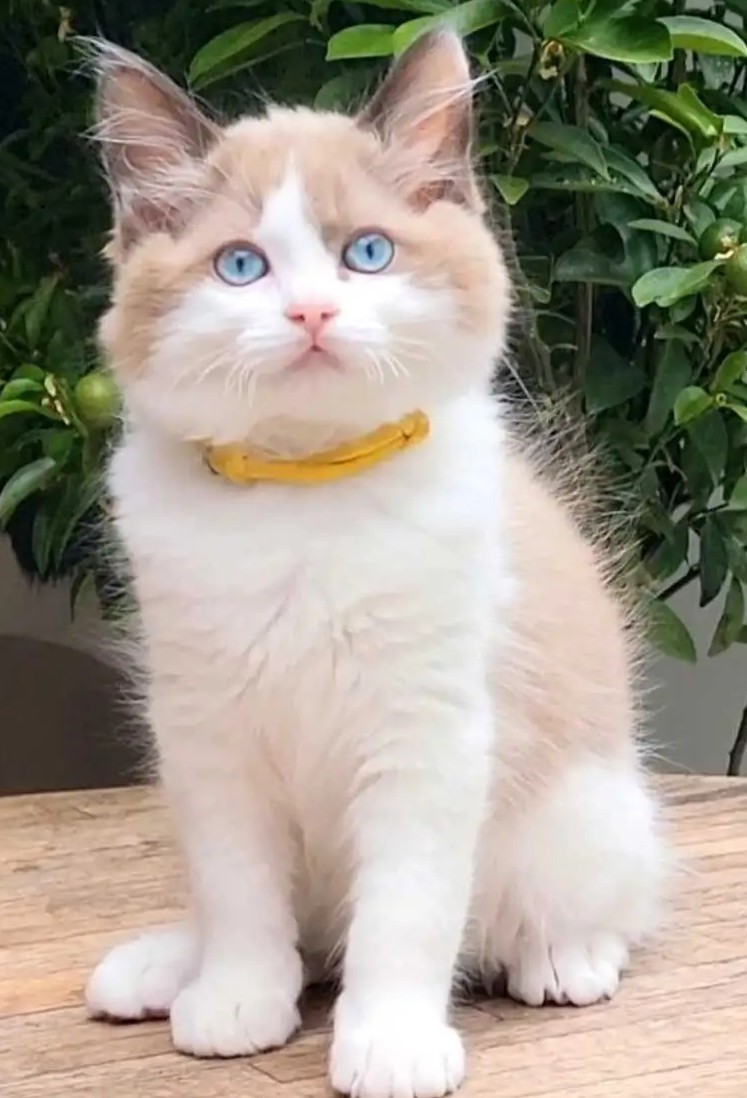 Cherubim Ragdoll-Kätzchen mit Aqua-Augen – Mochi - Image 5