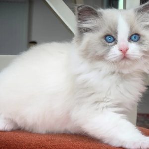 Seal Bicolour Ragdoll Kitten kaufen