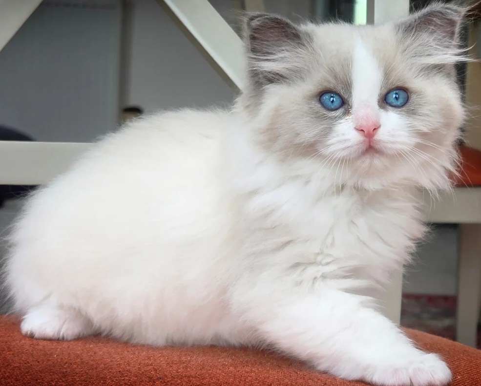 Seal Bicolour Ragdoll Kitten kaufen