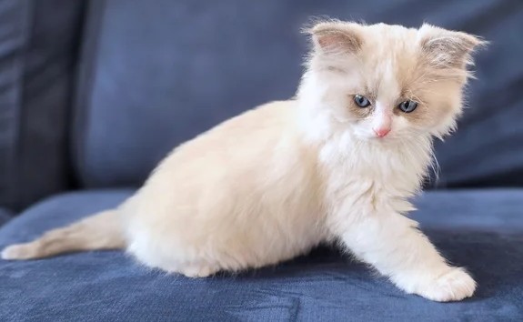 Seal Point/Bicolour Ragdoll-Kätzchen – Kiel - Image 2