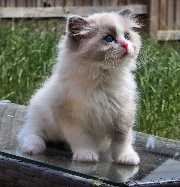 Seal Point/Bicolour Ragdoll-Kätzchen – Kiel - Image 3