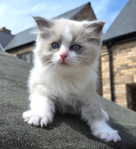 Seal Point/Bicolour Ragdoll-Kätzchen – Kiel - Image 4