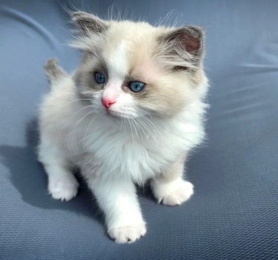 Seal Point/Bicolour Ragdoll-Kätzchen – Kiel - Image 5