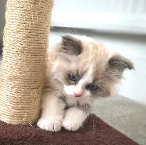 Seal Point/Bicolour Ragdoll-Kätzchen – Kiel - Image 6