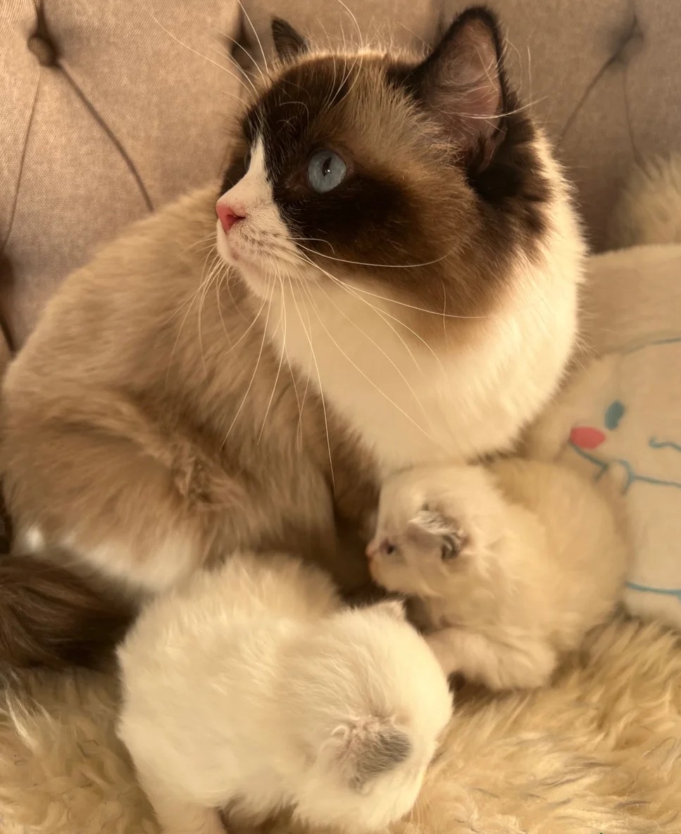Ragdoll Kitten mit Stammbaum