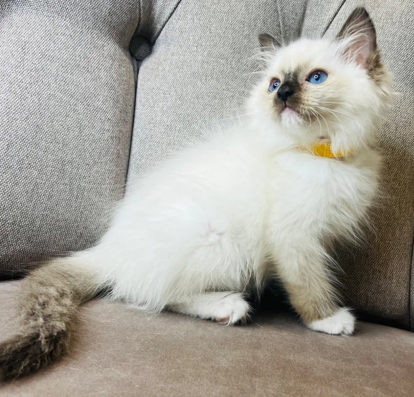 Reinrassige Ragdoll Kitten verfügbar - Image 2