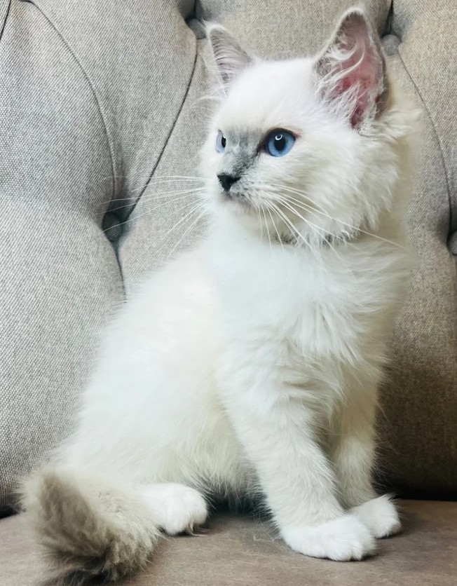 Reinrassige Ragdoll Kitten verfügbar - Image 3