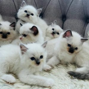 Reinrassige Ragdoll Kitten verfügbar