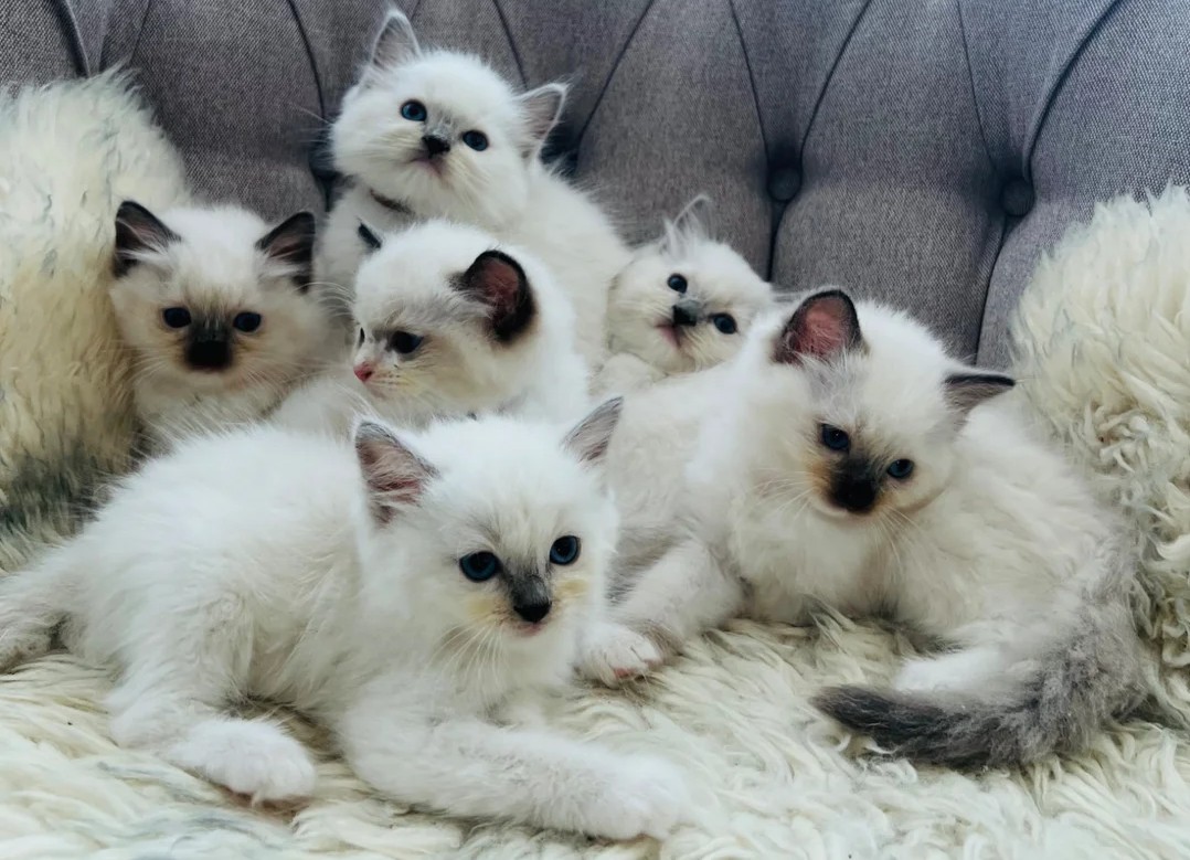 Reinrassige Ragdoll Kitten verfügbar