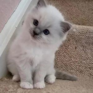 Reinrassiges Ragdoll Kitten kaufen