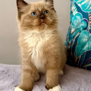 Reinrassige Ragdoll Kitten kaufen