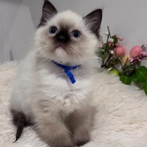 Ragdoll Kitten mit Stammbaum kaufen